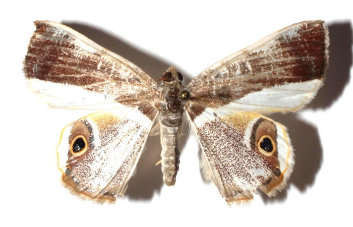  Adulto en posición dorsal de <i>Opisthoxia amabilis</i></i> (Geometridae). Sector SantaMaria, Sendero FOSA. Voucher  17-SRNP-35384-DHJ931198.