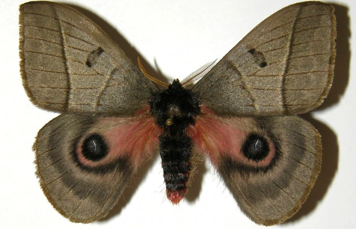 Fig. 1 Vista dorsal del macho <i>Automeris managuana</i></i> (Saturniidae). (03-SRNP-38207-DHJ303756).