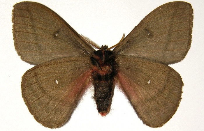 Fig. 2 Vista ventral del macho <i>Automeris managuana</i></i> (Saturniidae). (03-SRNP-38207-DHJ303757).