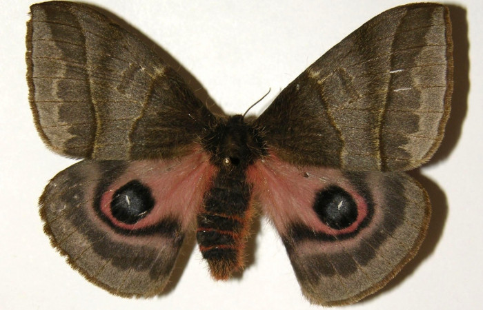 Fig. 3 Vista dorsal de la hembra <i>Automeris managuana</i></i> (Saturniidae). (04-SRNP-47008-DHJ303758).