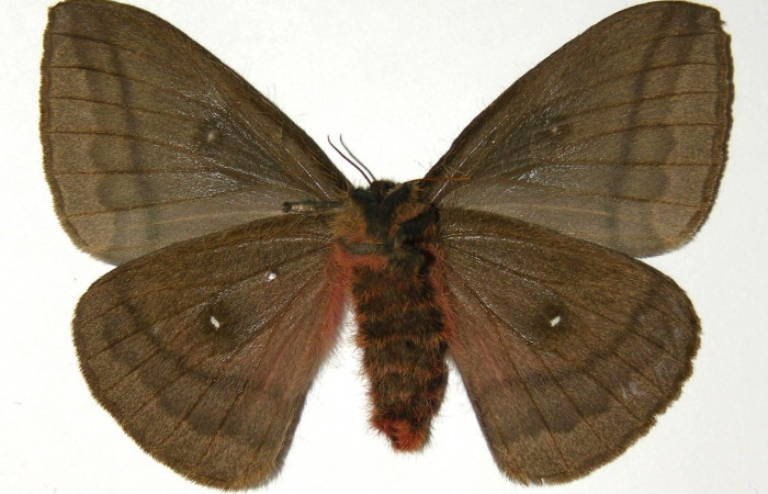 Fig. 4 Vista ventral de la hembra <i>Automeris managuana</i></i> (Saturniidae). (04-SRNP-47008-DHJ303759).