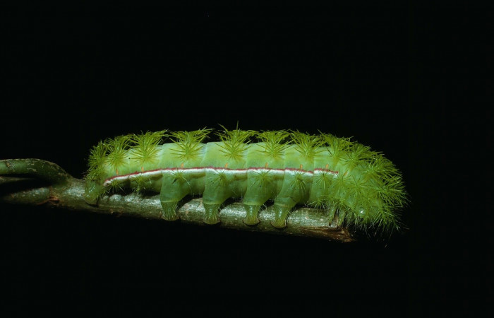 Fig. 5 Vista lateral del último estadio de la oruga de <i>Automeris managuana</i></i> (Saturniidae). (03-SRNP-38209-DHJ80521).