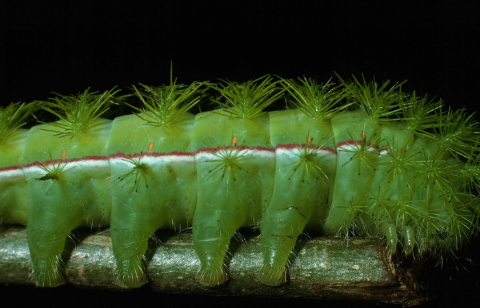 Fig. 6 Vista de línea lateral de la oruga de <i>Automeris managuana</i></i> (Saturniidae). (03-SRNP-38209-DHJ80524).