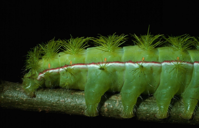 Fig. 7 Vista de los últimos segmentos con el final de la línea lateral de <i>Automeris managuana</i></i> (Saturniidae). (03-SRNP-38209-DHJ80525).