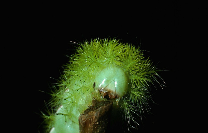 Fig. 8 Vista de la cabeza de <i>Automeris managuana</i></i> (Saturniidae). (03-SRNP-38209-DHJ80529).