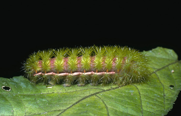 Fig. 9 vista lateral de <i>Automeris managuana</i></i> (Saturniidae). (04-SRNP-1125-DHJ81684).