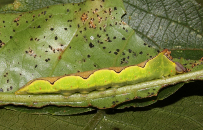 Figura 1. Larva <i>Ginaldia luculenta</i></i> (Notodontidae), color verde fosforescente en los laterales, en el dorso es color café en forma de rombos, posición lateral, mide 32 mm aproximadamente. Planta hospedera <i>Vochysia guatemalensis</i></i>, (Vochysiaceae). Voucher: 20-SRNP-40123-DHJ767929.jpg.