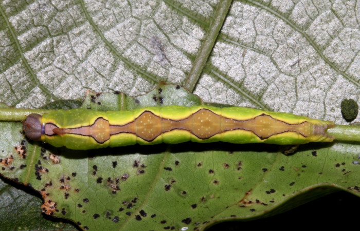 Figura 2. Larva <i>Ginaldia luculenta</i></i> (Notodontidae), color verde fosforescente en los laterales, en el dorso es color café, posición dorsal, mide 32 mm aproximadamente. Planta hopedera <i>Vochysia guatemalensis</i></i>, (Vochysiaceae). Voucher: 20-SRNP-40123-DHJ767931.jpg