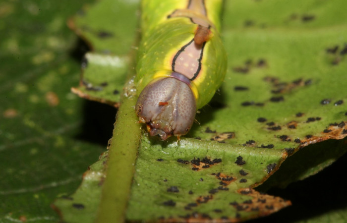 Figura 3. Larva <i>Ginaldia luculenta</i></i> (Notodontidae), color verde fosforescente en los laterales, en el dorso es color café, posición frontal, mide 32 mm aproximadamente. Planta hospedera <i>Vochysia guatemalensis</i></i>, (Vochysiaceae). Voucher: 20-SRNP-40123-DHJ767932.jpg.
