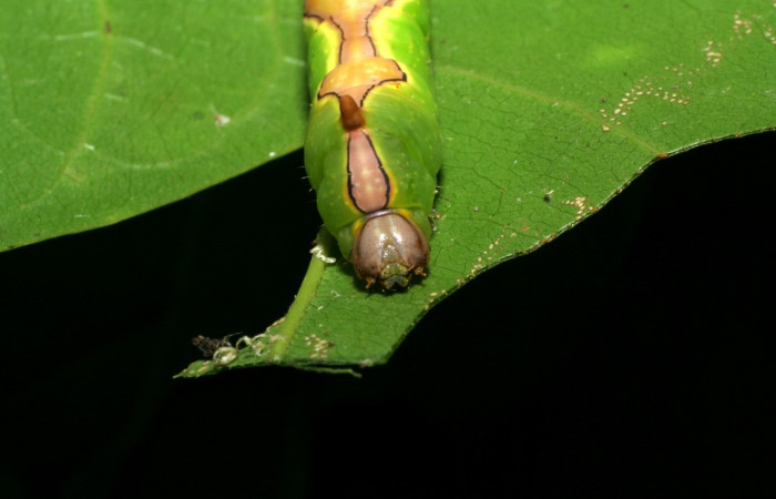 Figura 4. Larva <i>Ginaldia luculenta</i></i> (Notodontidae), color verde fosforescente en los laterales, en el dorso es color café, posición frontal, mide 32 mm aproximadamente. Planta hospedera <i>Vochysia guatemalensis</i></i>, (Vochysiaceae). Voucher: 06-SRNP-31415-DHJ412593.jpg.