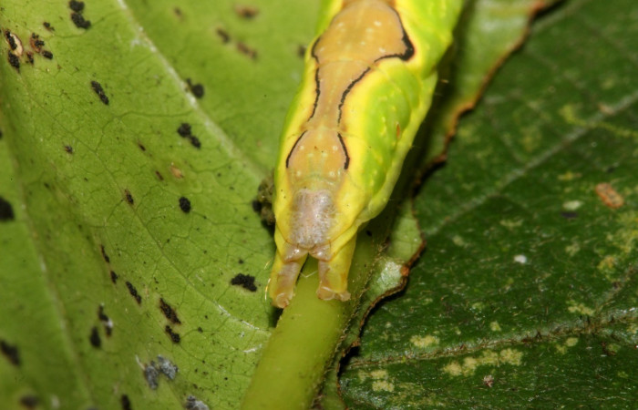 Figura 5. Larva <i>Ginaldia luculenta</i></i> (Notodontidae), color verde fosforescente en los laterales, en el dorso es color café, posición trasera, mide 32 mm aproximadamente. Planta hospedera <i>Vochysia guatemalensis</i></i>, (Vochysiaceae). Voucher: 20-SRNP-40123-DHJ767933.jpg.