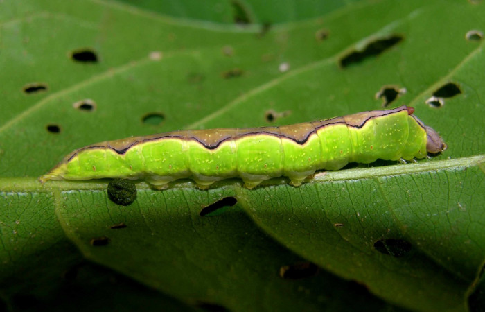 Figura 6. Larva <i>Ginaldia luculenta</i></i> (Notodontidae), color verde fosforescente en los laterales, en el dorso es color café, posición lateral, mide 40 mm aproximadamente. Planta hospedera <i>Vochysia guatemalensis</i></i>, (Vochysiaceae). Voucher: 05-SRNP-31348-DHJ404059.jpg.