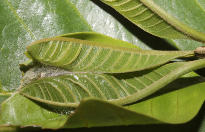 Figura 7. Prepupa <i>Ginaldia luculenta</i></i> (Notodontidae), casa de hojas. Voucher: 20-SRNP-46031-DHJ719942.jpg.