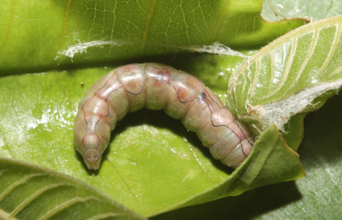 Figura 8. Prepupa <i>Ginaldia luculenta</i></i> (Notodontidae), color café claro, posición dorsal mide 33 mm aproximadamente. Voucher:  Voucher: 20-SRNP-46031-DHJ719943.jpg.