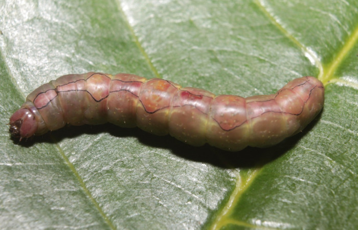 Figura 9. Prepupa <i>Ginaldia luculenta</i></i> (Notodontidae), color café claro, posición dorsal, mide 33 mm aproximadamente. Voucher:  Voucher:20-SRNP-46031-DHJ719930.jpg.