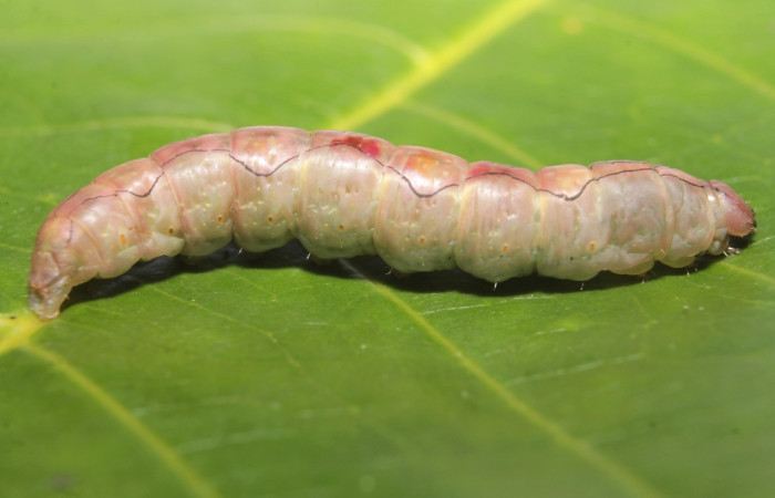 Figura 10. Prepupa <i>Ginaldia luculenta</i></i> (Notodontidae), color café claro, posición lateral, mide 33 mm aproximadamente. Voucher: 20-SRNP-46031-DHJ719931.jpg.