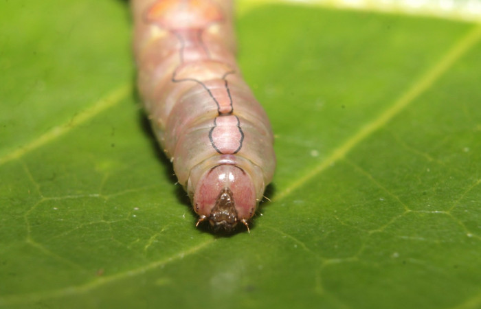 Figura 11. Prepupa <i>Ginaldia luculenta</i></i> (Notodontidae), color café claro, posición frontal, mide 33 mm aproximadamente. Voucher: 20-SRNP-46031-DHJ719933.jpg.