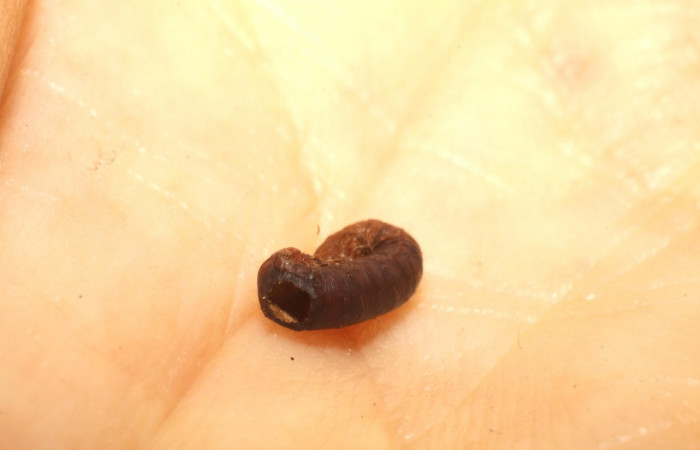 Figura 12. Restos de Prepupa <i>Ginaldia luculenta</i></i> (Notodontidae), color café, con hueco por donde salió el parásito rogJanzen01 Janzen01(Braconidae), Voucher: 09-SRNP-75174-DHJ476562.jpg.
