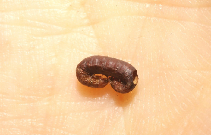 Figura 13. Restos de Prepupa <i>Ginaldia luculenta</i></i> (Notodontidae), color café, con hueco por donde salió el parásito rogJanzen01 Janzen01(Braconidae), Voucher: 09-SRNP-75174-DHJ476563.jpg.