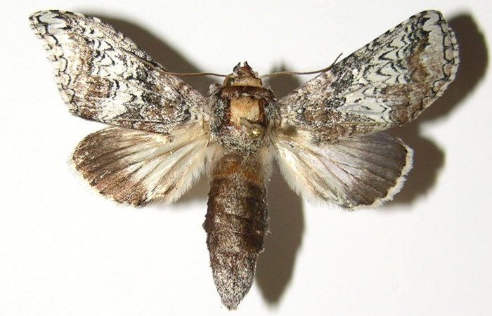 Figura 14.Adulto<i>Ginaldia luculenta</i></i> (Notodontidae), color café claro, posición dorsal, mide 39 mm aproximadamente. Voucher: 04-SRNP-2820-DHJ300768.