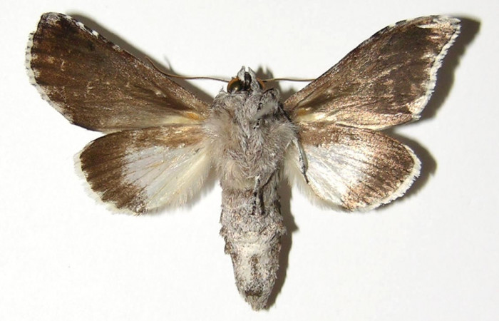 Figura 15.Adulto<i>Ginaldia luculenta</i></i> (Notodontidae), color café claro, posición ventral, mide 39 mm aproximadamente. Voucher: 04-SRNP-2820-DHJ300769.