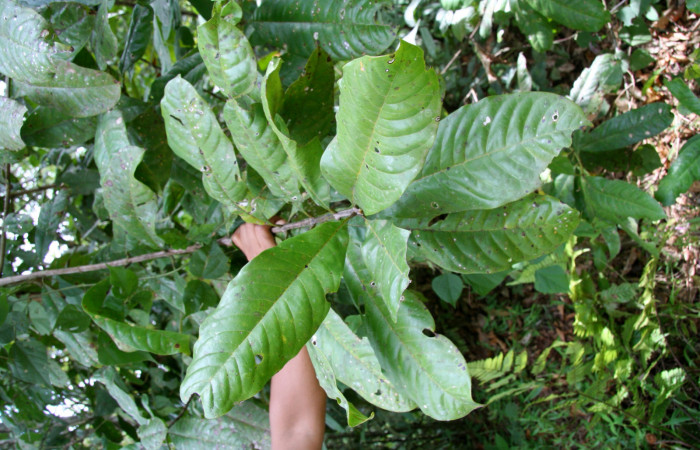 Figura 16.Planta de <i>Vochysia guatemalensis</i></i>(Vochysiaceae), rama, Foto Jorje Hernandez, septiembre 2008. Voucher: BioBot05126-BB020689.JPG.