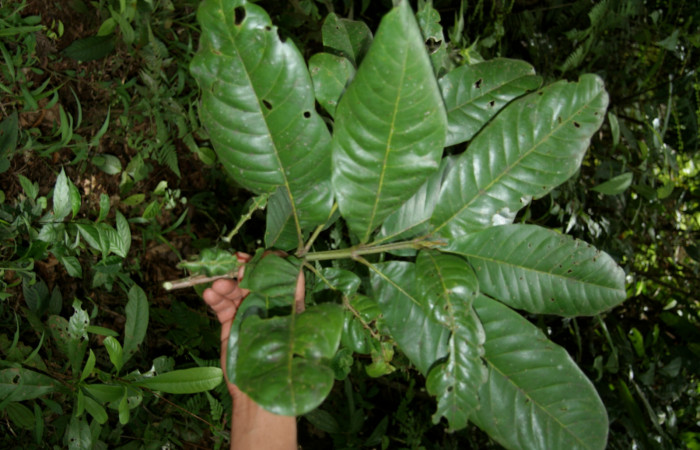 Figura 17.Planta de <i>Vochysia guatemalensis</i></i>(Vochysiaceae), rama, Foto Jorje Hernandez, septiembre 2008. Voucher: BioBot05128-BB020700.JPG.