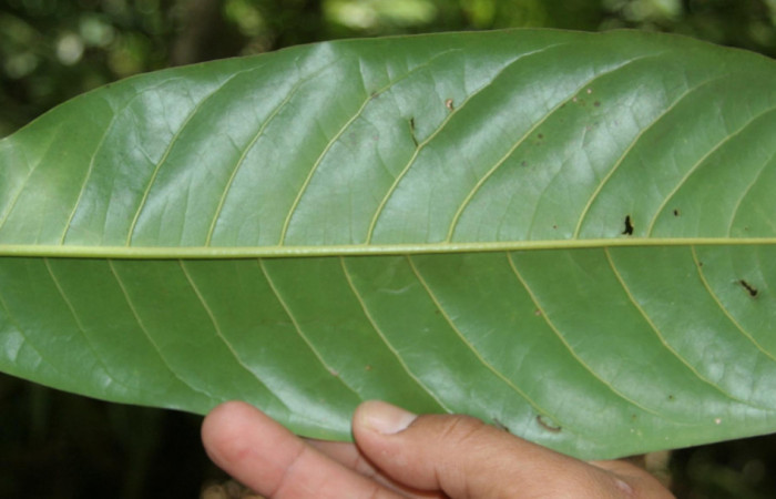 Figura 18.Planta de <i>Vochysia guatemalensis</i></i>(Vochysiaceae), envés de la hoja, Foto Jorje Hernandez, septiembre 2008. Voucher: BioBot05128-BB020702.JPG.