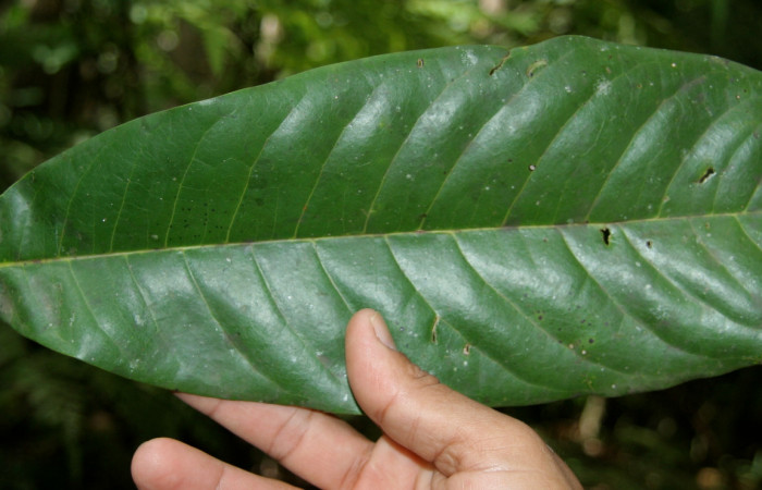 Figura 19.Planta de <i>Vochysia guatemalensis</i></i>(Vochysiaceae), parte haz de la hoja Foto Jorje Hernandez, septiembre 2008. Voucher: BioBot05128-BB020701.JPG.