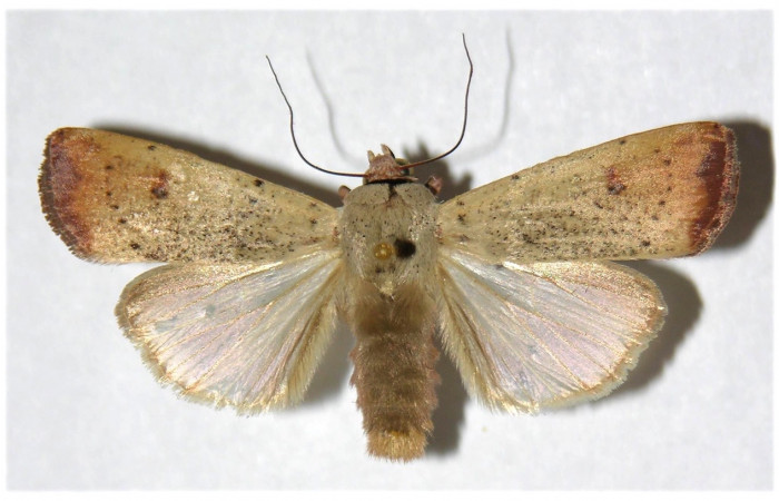 Figura 1, Adulto de <i>Anicla ignicans</i></i> (Noctuidae), vista dosal. Voucher 02-SRNP-9717-DHJ319666.jpg.