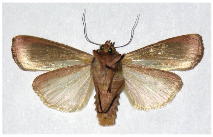 Figura 16 . Adulto de <i>Anicla ignicans</i></i> (Noctuidae), vista  ventral. Voucher 02-SRNP-9717-DHJ319667.jpg.