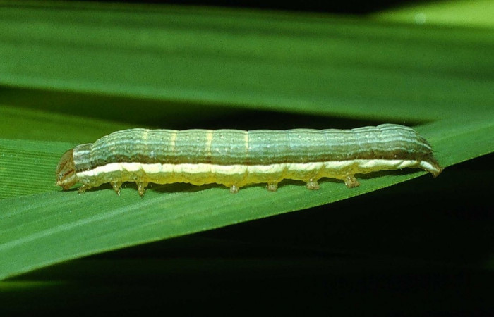 Figura 8. <i>Anicla ignicans</i></i> (Noctuidae), larva en penúltimo estadio, posición lateral, Estación Cacao. Voucher 03-SRNP-22231-DHJ77616.jpg.