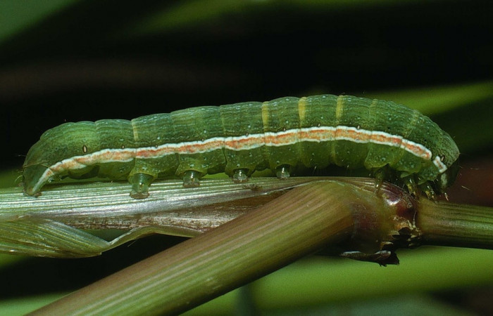 Figura 10. <i>Anicla ignicans</i></i> (Noctuidae), larva en último estadio, posición lateral, Estación Cacao. Voucher 03-SRNP-22232-DHJ77621.jpg.