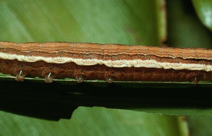 Figura 11. <i>Anicla ignicans</i></i> (Noctuidae), larva en último estadio, posición lateral, Estación Cacao. Voucher 03-SRNP-4275-DHJ73206.jpg.
