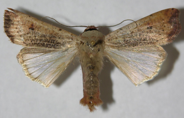 Figura 15. Adulto de Anicla ignicans (Noctuidae), vista  dorsal. Voucher 12-SRNP-30192-DHJ598018.jpeg.