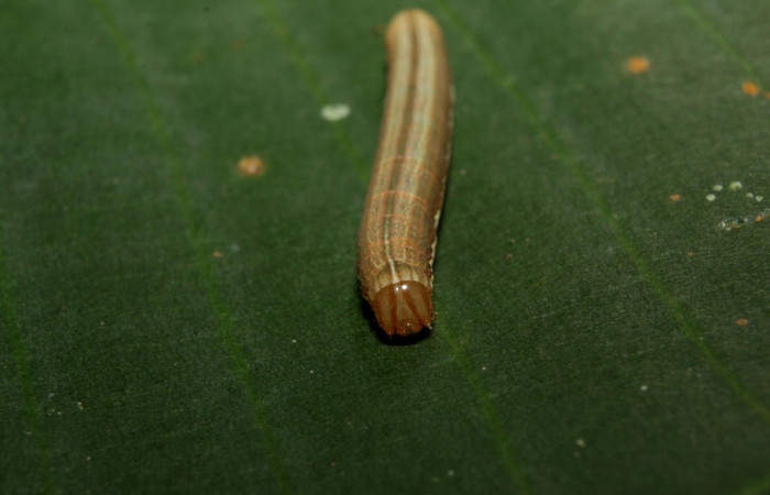 Figura 4. <i>Anicla ignicans</i></i> (Noctuidae), larva en tercer estadio, posición frontal, Estación Quica. Voucher 12-SRNP-70572-DHJ495050.jpg.