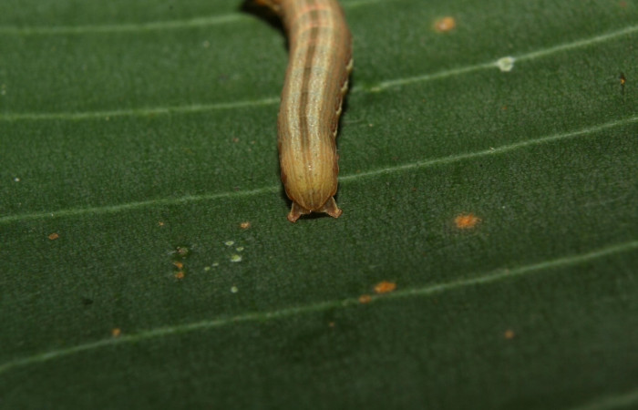 Figura 6. <i>Anicla ignicans</i></i> (Noctuidae), larva en tercer estadio, posición trasera, Estación Quica. Voucher 12-SRNP-70572-DHJ495052.jpg.