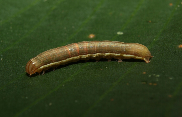Figura 3. <i>Anicla ignicans</i></i> (Noctuidae), larva en tercer estadio, posición lateral, Estación Quica. Voucher 12-SRNP-70572-DHJ495053.jpg.