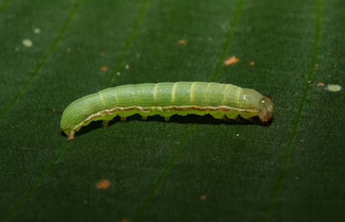 Figura 2. <i>Anicla ignicans</i></i> (Noctuidae), larva en tercer estadio, posición lateral, Estación Quica. Voucher 12-SRNP-70575-DHJ495055.jpg.