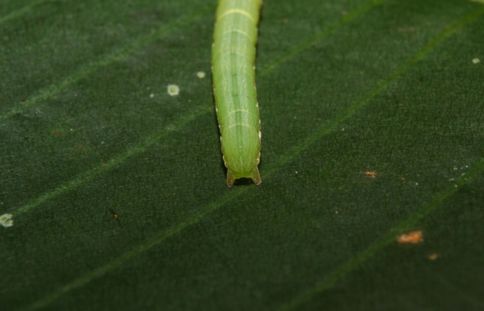 Figura 7. <i>Anicla ignicans</i></i> (Noctuidae), larva en tercer estadio, posición trasera, Estación Quica. Voucher 12-SRNP-70575-DHJ495056.jpg.