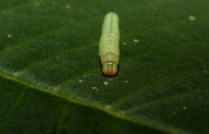 Figura 5. <i>Anicla ignicans</i></i> (Noctuidae), larva en tercer estadio, posición frontal, Estación Quica. Voucher 12-SRNP-70575-DHJ495059.jpg.
