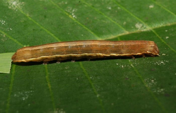 Figura 9. <i>Anicla ignicans</i></i> (Noctuidae), larva en penúltimo estadio, posición lateral, Estación Quica. Voucher 12-SRNP-70577-DHJ495073.jpg.