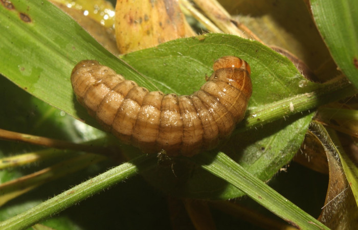Figura 12.  Prepupa de <i>Anicla ignicans</i></i> (Noctuidae), Estación Quica. Voucher 21-SRNP-70564-DHJ780546.jpg.