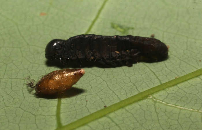 Figura 13. Capullo de avispa de la familia (Braconidae), parásito en <i>Anicla ignicans</i></i> (Noctuidae), Estación Cacao. Voucher 22-SRNP-35491-DHJ793028.jpg.