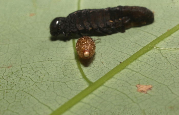 Figura 14. Capullo de avispa de la familia (Braconidae), parásito en <i>Anicla ignicans</i></i> (Noctuidae), Estación Cacao. Voucher  22-SRNP-35491-DHJ793029.jpg.