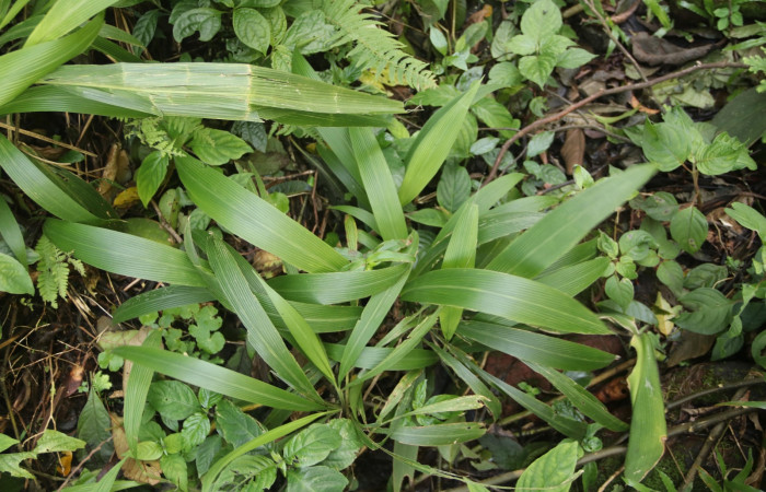 Figura 17. <i>Setaria palmifolia</i></i> (Poaceae), Planta hospedera de <i>Anicla ignicans</i></i> (Noctuidae). Foto Gloria Sihezar. Estación San Gerardo, Sendero Corredor, 2 febrero 2023.