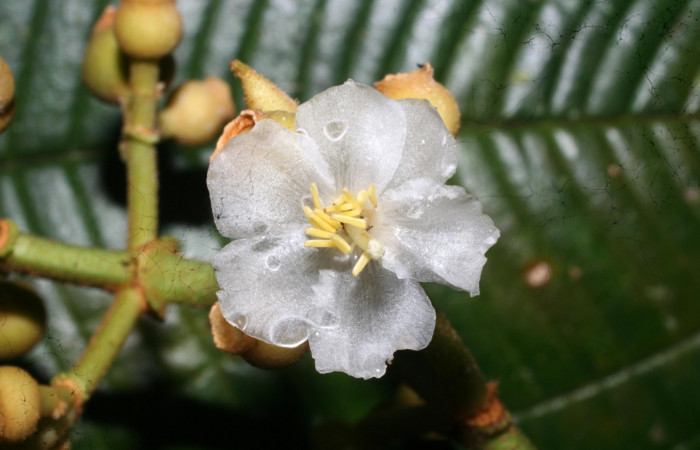 Anteras de <i>Conostegia lasiopoda</i></i> .jpg