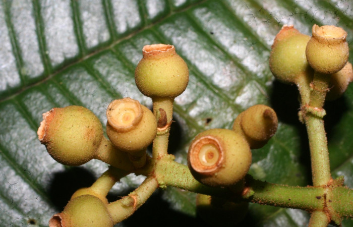 Corona de frutos inmaduros <i>Conostegia lasiopoda</i></i> jpg