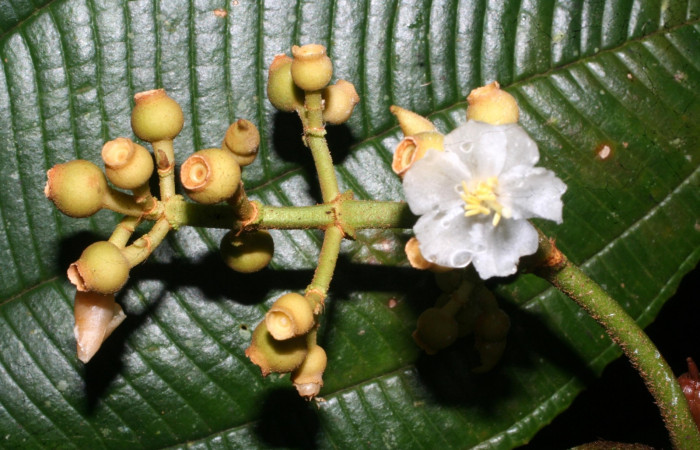 Flor entera con frutos inmaduros<i>Conostegia lasiopoda</i></i>.jpg