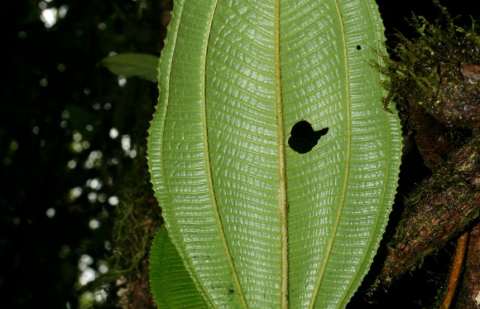 Hoja entera envés de <i>Conostegia lasiopoda</i></i>.jpg